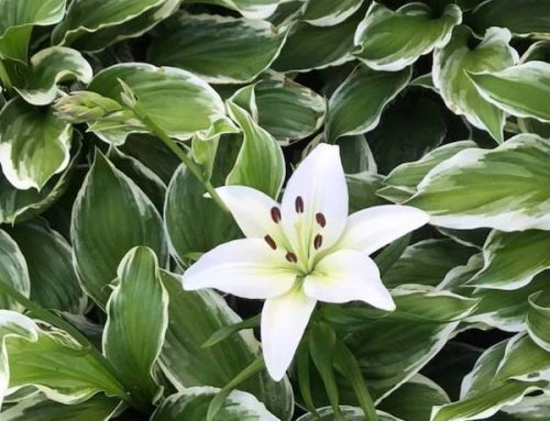 Lily in the Hostas