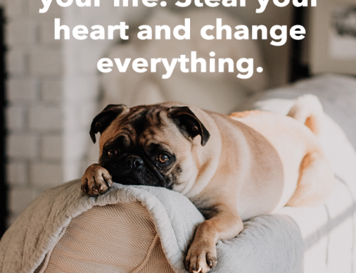 A Dog Will Change Everything