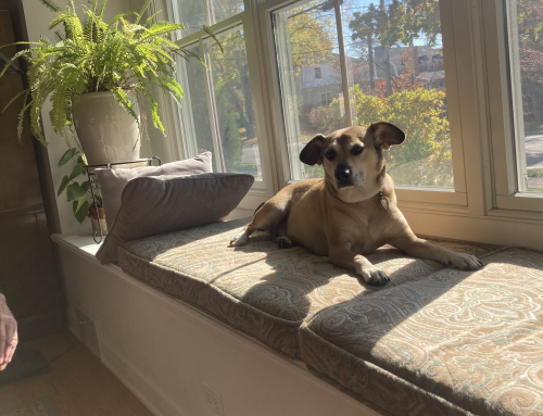 Better in the Sun